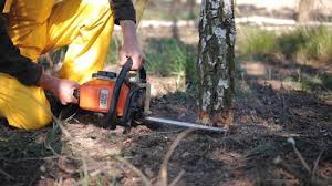 Best Tree Maintenance Programs  in Flower Hill, NY