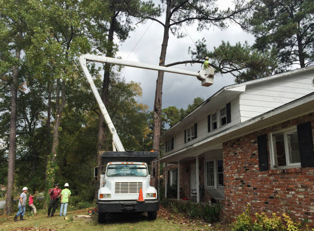 How Our Tree Care Process Works  in  Flower Hill, NY