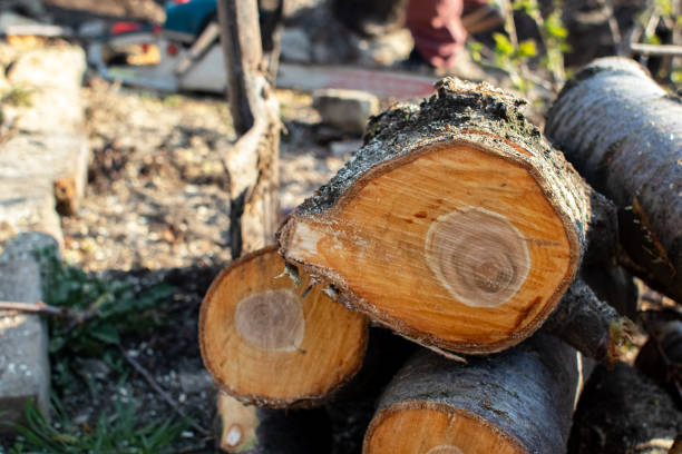 Best Emergency Tree Removal  in Flower Hill, NY