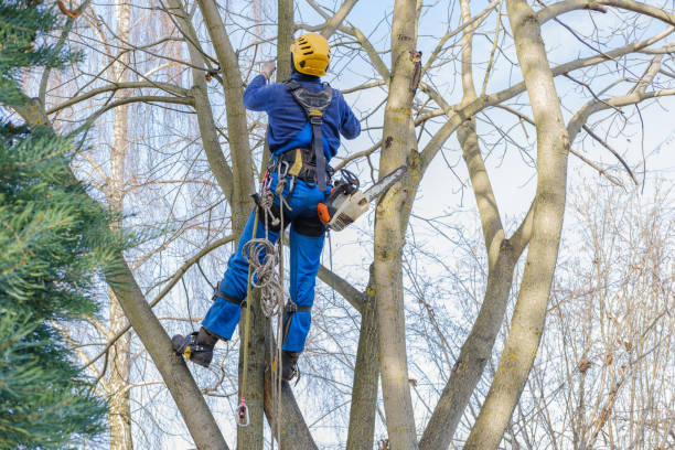 Best Commercial Tree Services  in Flower Hill, NY
