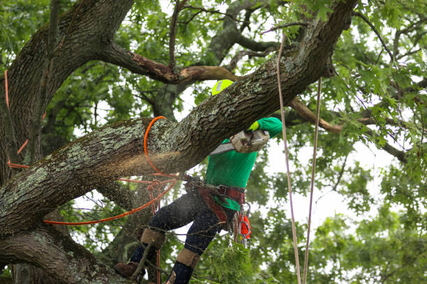 Trusted Flower Hill, NY Tree Care Experts