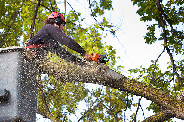 How Our Tree Care Process Works  in  Flower Hill, NY