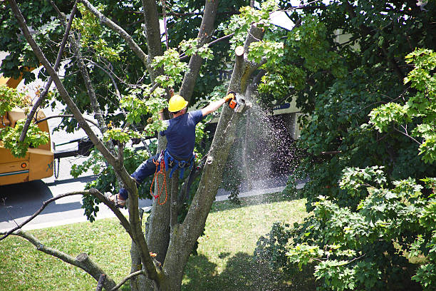 Best Storm Damage Tree Cleanup  in Flower Hill, NY