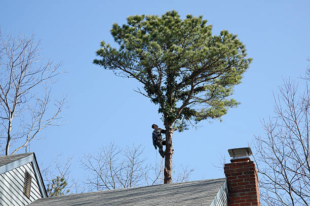 Best Aeration Services  in Flower Hill, NY