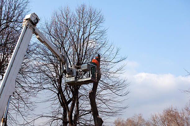 Best Storm Damage Tree Cleanup  in Flower Hill, NY