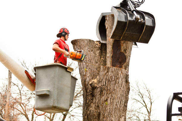 Best Palm Tree Trimming  in Flower Hill, NY