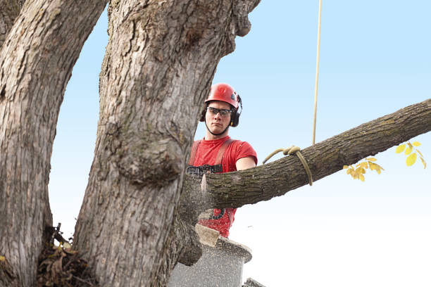 Best Tree Risk Assessment  in Flower Hill, NY